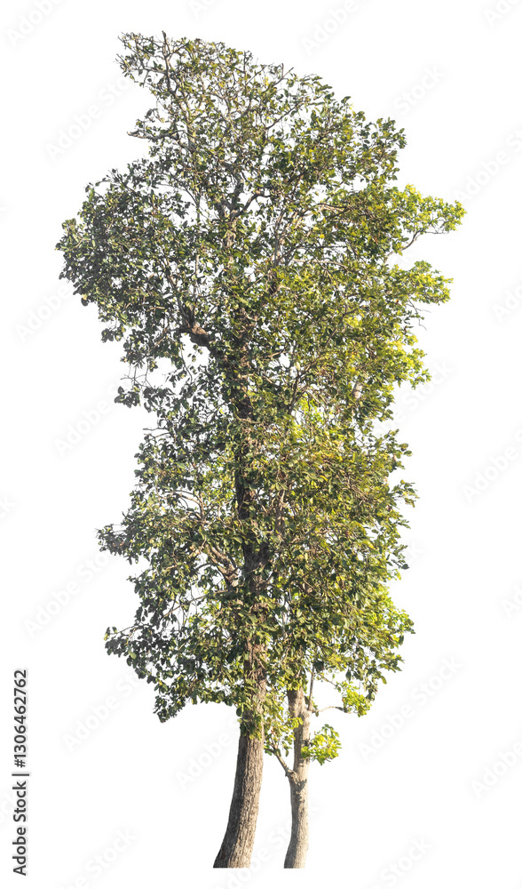 Poster Single tree isolated on transparent background with clipping path and alpha channel