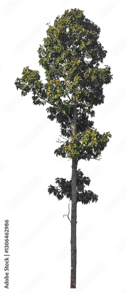 Fototapete Single tree isolated on transparent background with clipping path and alpha channel