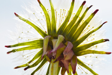 Gemeiner Löwenzahn,  Gemeine  Kuhblume,  Taraxacum officinale