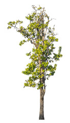 Obraz premium tree isolated on white background