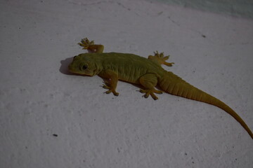 Pacific house gecko on the wall in night. Its other names Asian house gecko, wall gecko, house lizard, tiktiki, chipkali, moon lizard and common house gecko.