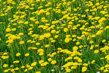 Gemeiner L&ouml;wenzahn,  Gemeine  Kuhblume,  Taraxacum officinale