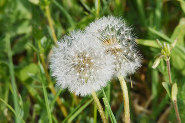 Gemeiner Löwenzahn,  Gemeine  Kuhblume,  Taraxacum officinale