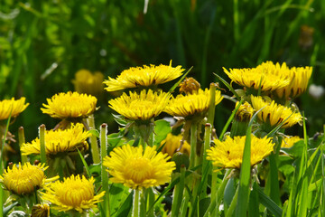 Gemeiner Löwenzahn,  Gemeine  Kuhblume,  Taraxacum officinale