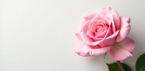 Pastel pink roses in full bloom on a soft white background, flowers, nature