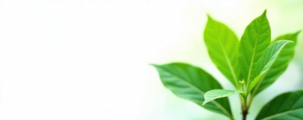 Obraz premium Simple green plant isolated on white background with soft focus effect, leafy, botanical, garden