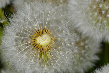 Gemeiner Löwenzahn,  Gemeine  Kuhblume,  Taraxacum officinale