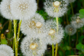Gemeiner L&ouml;wenzahn,  Gemeine  Kuhblume,  Taraxacum officinale