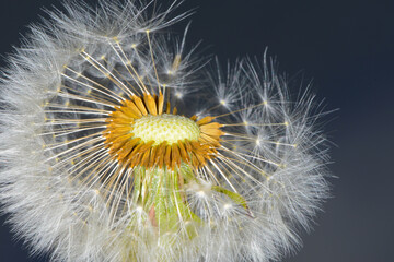 Gemeiner Löwenzahn,  Gemeine  Kuhblume,  Taraxacum officinale