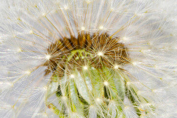 Gemeiner Löwenzahn,  Gemeine  Kuhblume,  Taraxacum officinale