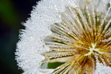 Gemeiner Löwenzahn,  Gemeine  Kuhblume,  Taraxacum officinale