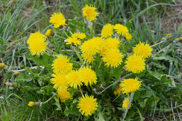 Gemeiner Löwenzahn,  Gemeine  Kuhblume,  Taraxacum officinale