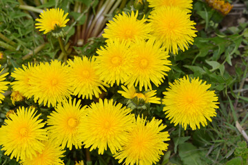 Gemeiner Löwenzahn,  Gemeine  Kuhblume,  Taraxacum officinale