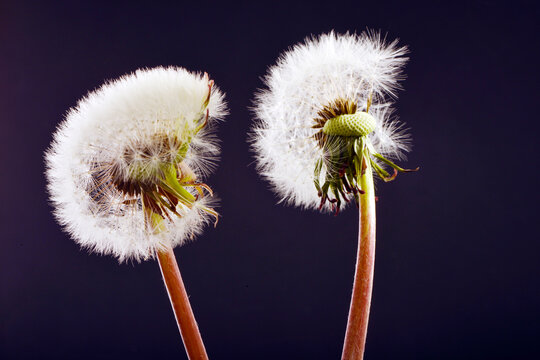 Gemeiner L&ouml;wenzahn,  Gemeine  Kuhblume,  Taraxacum officinale