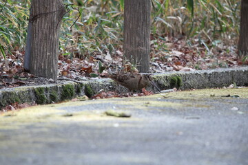 Eurasian woodcock (Scolopax rusticola) is a medium-small wading bird found in temperate and subarctic Eurasia. This photo was taken in Japan.