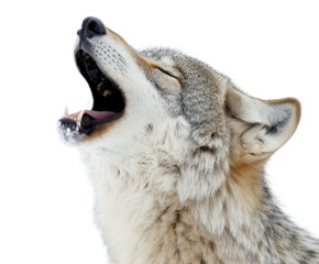 Coyote howling in nature's wilderness isolated on transparent background