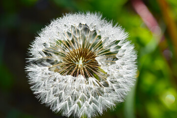 Gemeiner Löwenzahn,  Gemeine  Kuhblume,  Taraxacum officinale