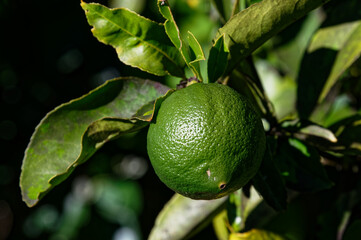 A lemon is yet to ripen so it is still green