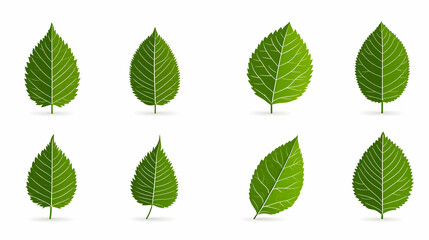 Fototapeta premium Various Green Leaves Isolated on White Background for Design Use