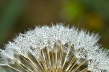 Gemeiner Löwenzahn,  Gemeine  Kuhblume,  Taraxacum officinale