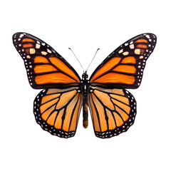 Fototapeta premium Monarch Butterfly Close Up, butterfly isolated on white background, PNG File