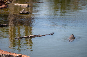 Crocodiles swimming in a tranquil Moroccan waterway at midday