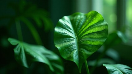 Obraz premium A Lush Green Leaf Basking in Sunlight, a Vibrant Display of Nature's Beauty and the Intricate Details of its Veins, Showcasing the Serenity of the Natural World