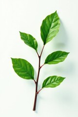 Single branch against a clean white background, texture, green, natural