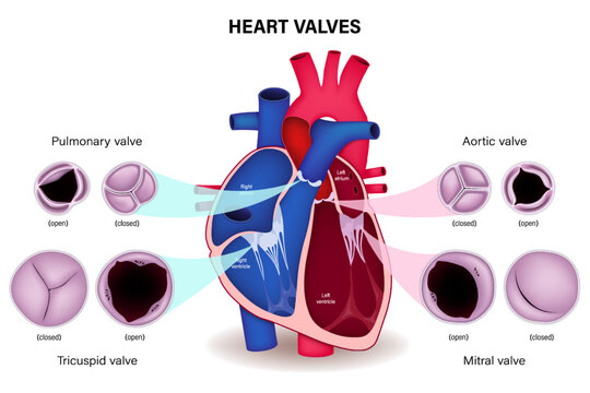 Human heart valve. Pulmonary valve, Aortic valve, Tricuspid valve and Mitral valve. Circulatory system.