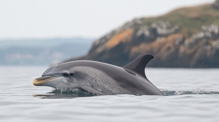 Fototapeta premium A bottlenose dolphin gliding just beneath the surface of a calm blue sea.