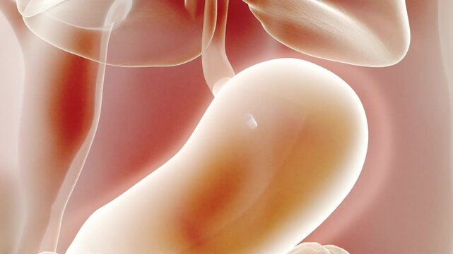 science anatomy scan of human stomach glowing,ANatomy of human digestive system gust and stomach