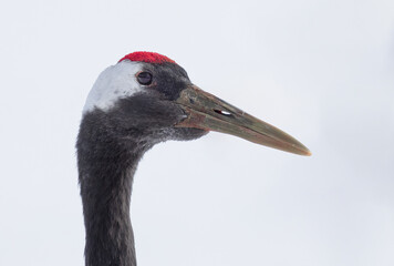 Red Crowned Crane