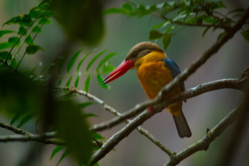 Stork-billed kingfisher (Pelargopsis capensis) perches quietly at Hindhede Quarry Lakeside, Singapore. With natural bokeh background