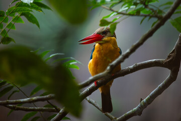 Stork-billed kingfisher (Pelargopsis capensis) perches quietly at Hindhede Quarry Lakeside, Singapore. With natural bokeh background