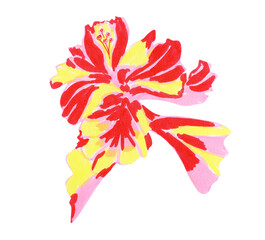 Hibiscus tropical flower hand drawn watercolor