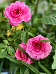 Pink roses in garden. Bunga mawar pink. Selective focus.