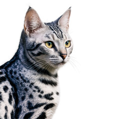 Fototapeta premium Gray spotted cat looking forward. Isolated transparent png. Silver cat with yellow eyes animal with soft fur.
