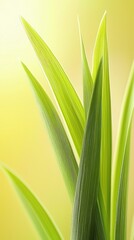 Obraz premium Fresh green leaves, spring growth, blurred yellow background, nature closeup, website banner