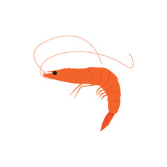 shrimp illustration