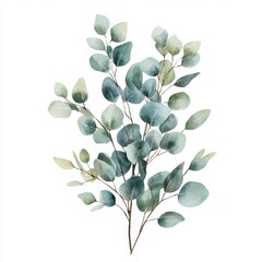 A beautiful watercolor illustration of a eucalyptus branch with soft, green leaves and a gentle, artistic style.