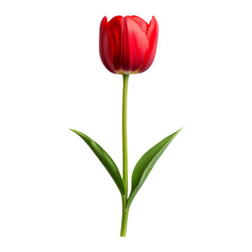 Vibrant Red Tulip Flower on Green Stem Isolated on White Background