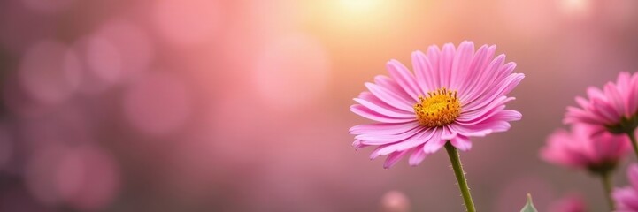 Obraz premium Delicate pink autumn asters, soft focus background , photography, pink