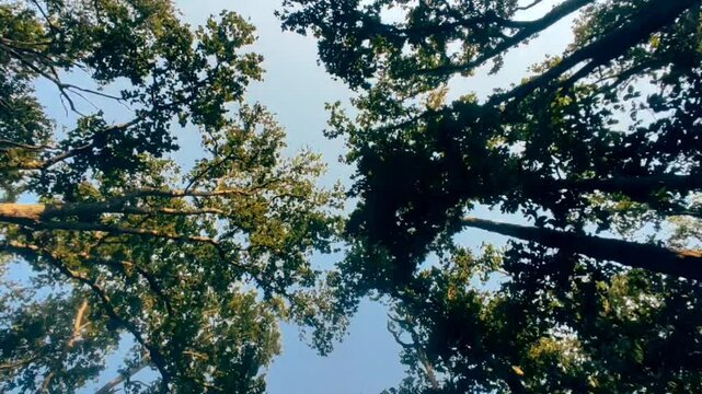 Looking up while driving down a tree lined in forest safari at kanha national park or tiger reserve madhya pradesh india asia