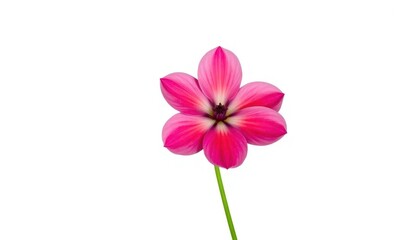 Fototapeta premium A single vibrant bloom, petals perfectly formed, set against a pure white backdrop, stock photo, garden