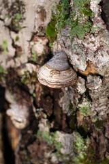 Mushroom on a tree