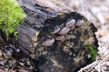 Fungi on a tree