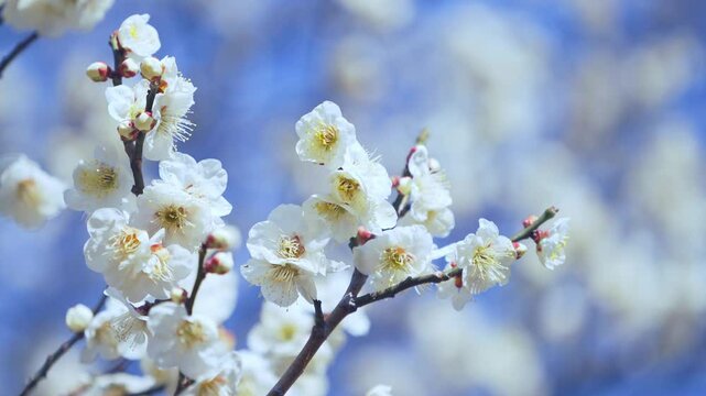風に揺れる梅の花