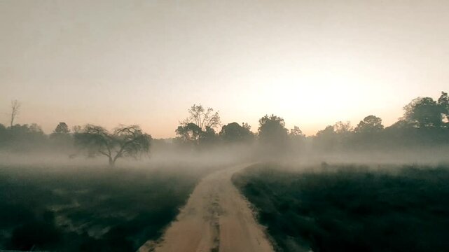 Foggy winter morning jungle safari at kanha national park, tiger reserve madhya pradesh india asia