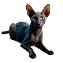 Gray Cat Lies with Green Eyes and Big Ears. Isolated Cat on Transparent Background. png