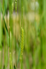 Einkorn wheat in the field